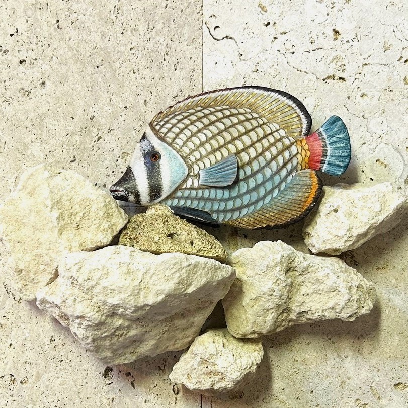 貝 サンゴ 夜光貝